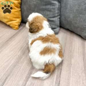 Alfie, Shih Tzu Puppy