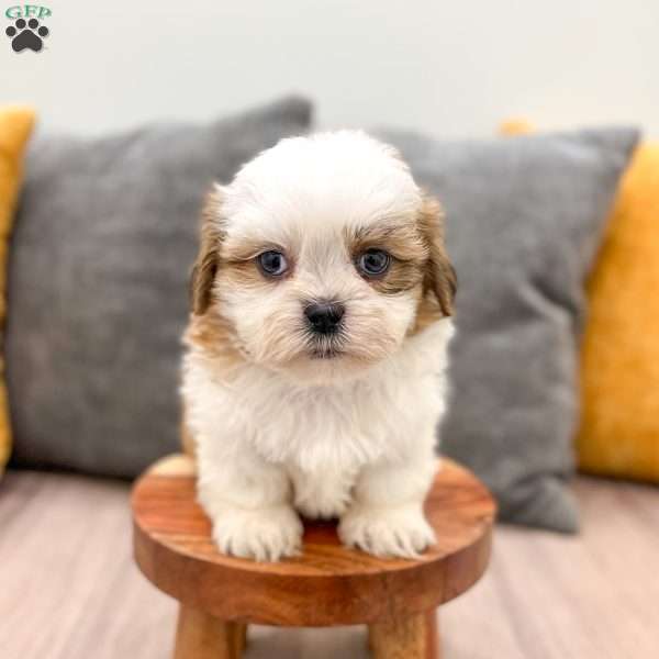 Alfie, Shih Tzu Puppy