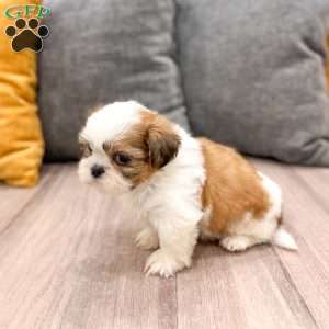 Callie, Shih Tzu Puppy