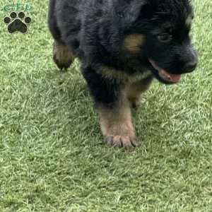 Leon, German Shepherd Puppy