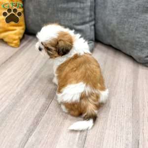 Callie, Shih Tzu Puppy