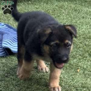 Dolche, German Shepherd Puppy