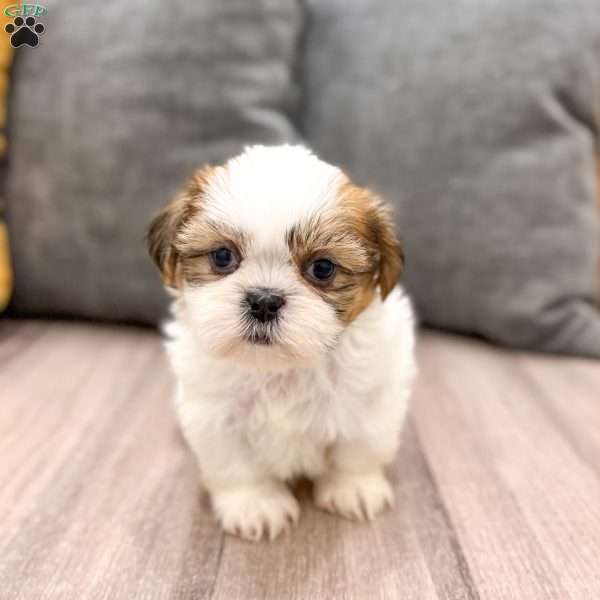 Callie, Shih Tzu Puppy
