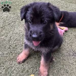 Felix, German Shepherd Puppy