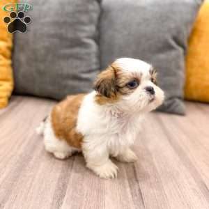 Callie, Shih Tzu Puppy