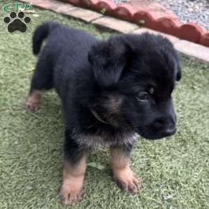 Felix, German Shepherd Puppy