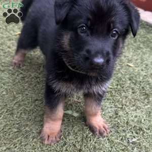 Felix, German Shepherd Puppy