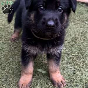 Felix, German Shepherd Puppy