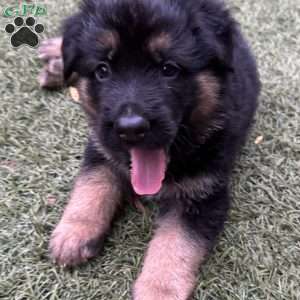 Leon, German Shepherd Puppy