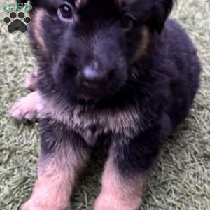 Thalia, German Shepherd Puppy