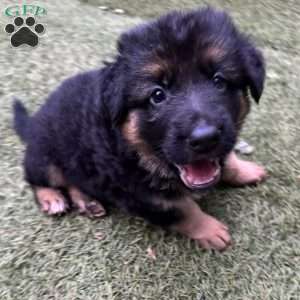 Leon, German Shepherd Puppy