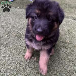 Leon, German Shepherd Puppy
