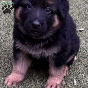 Thalia, German Shepherd Puppy