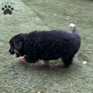 Thalia, German Shepherd Puppy