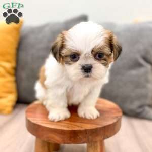 Callie, Shih Tzu Puppy