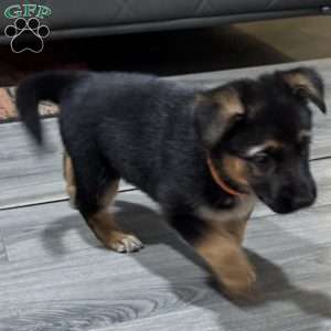 Dolche, German Shepherd Puppy