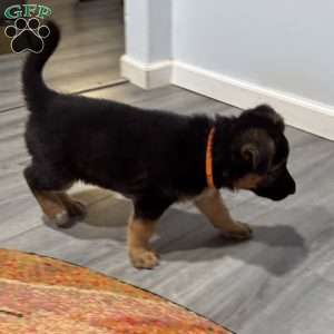 Dolche, German Shepherd Puppy