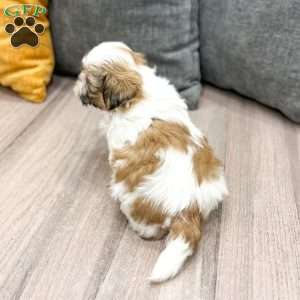 Max, Shih Tzu Puppy
