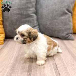 Max, Shih Tzu Puppy