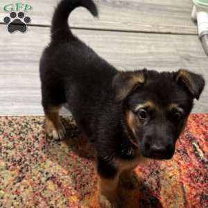 Dolche, German Shepherd Puppy