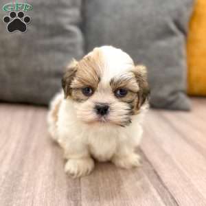 Max, Shih Tzu Puppy