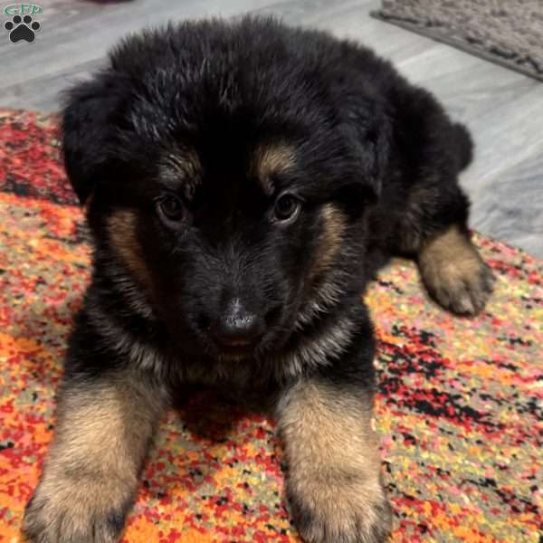 Thalia, German Shepherd Puppy