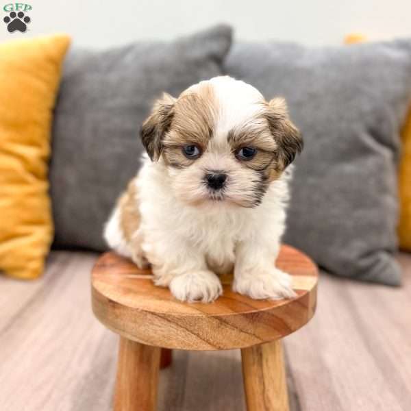 Max, Shih Tzu Puppy