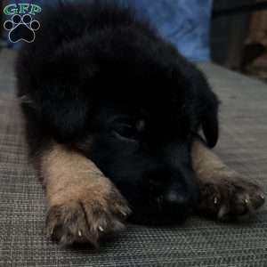 Thalia, German Shepherd Puppy