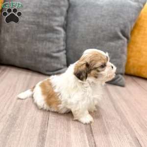 Max, Shih Tzu Puppy