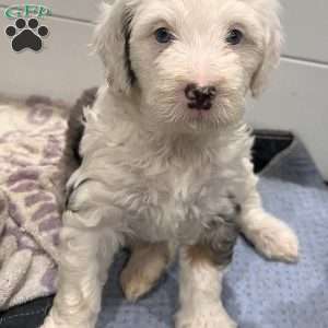 Paris, Mini Bernedoodle Puppy
