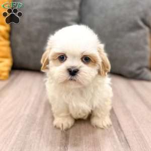 Bo, Shih Tzu Puppy