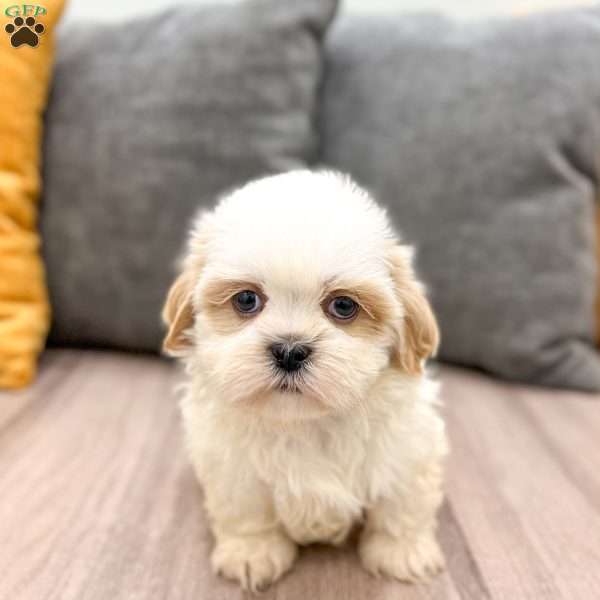 Bo, Shih Tzu Puppy
