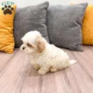 Bo, Shih Tzu Puppy