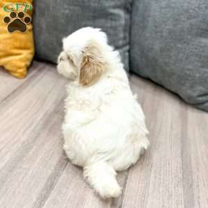 Bo, Shih Tzu Puppy