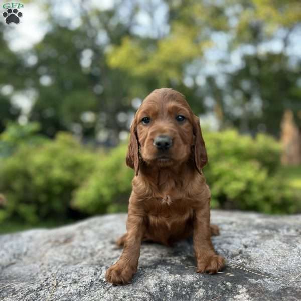 Rocky, Irish Setter Puppy