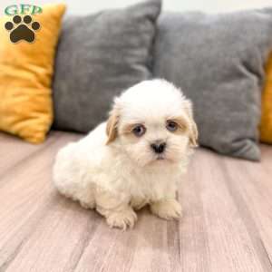 Bo, Shih Tzu Puppy