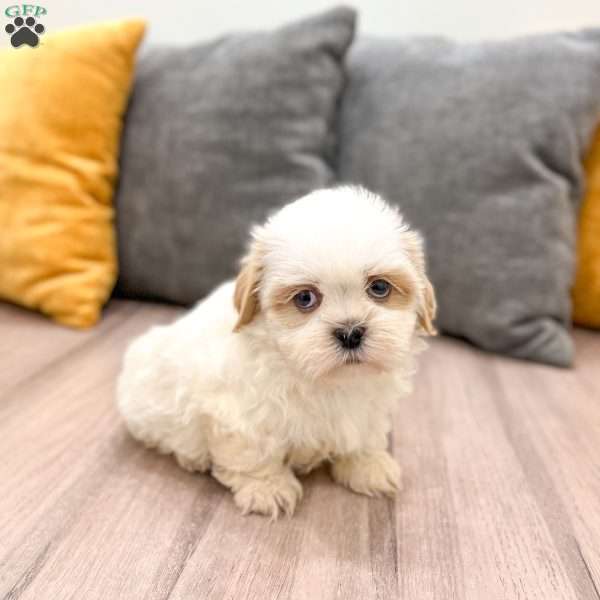 Bo, Shih Tzu Puppy