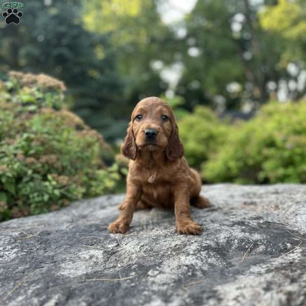 Roxanne, Irish Setter Puppy