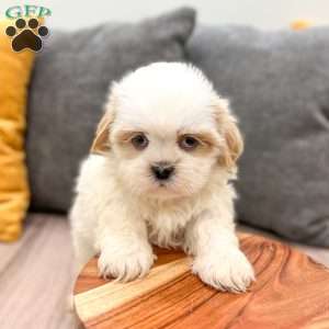 Bo, Shih Tzu Puppy