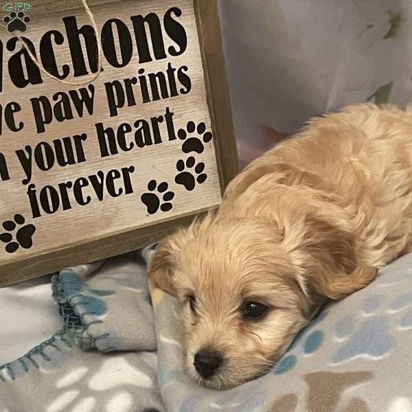 Brady, Cavachon Puppy