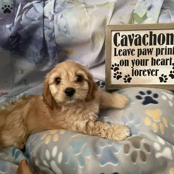 Tucker, Cavachon Puppy