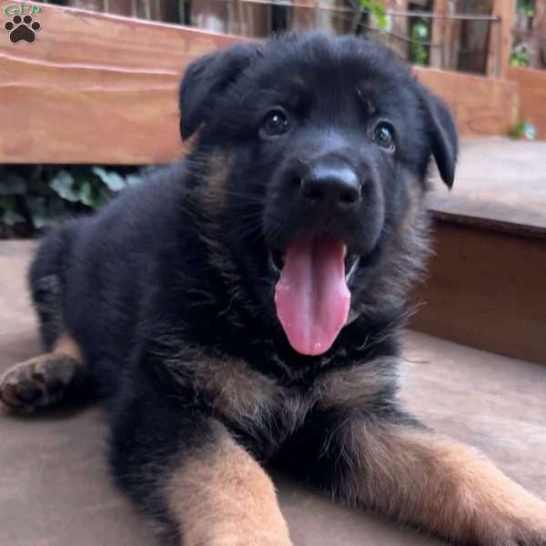 Felix, German Shepherd Puppy