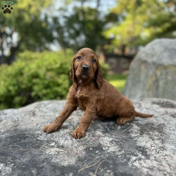 Reese, Irish Setter Puppy
