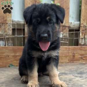 Leon, German Shepherd Puppy