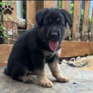 Leon, German Shepherd Puppy