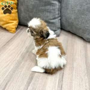 Cocoa, Shih Tzu Puppy