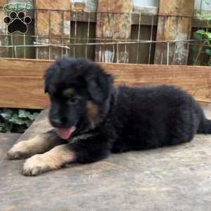 Leon, German Shepherd Puppy