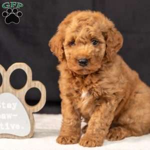 Freddie, Mini Goldendoodle Puppy