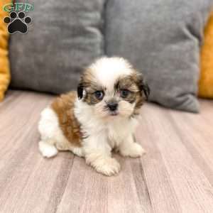Cocoa, Shih Tzu Puppy
