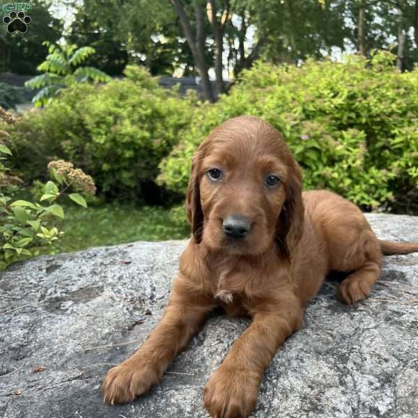 Rory, Irish Setter Puppy